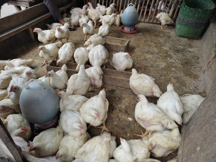 Skema Kemitraan Ayam Broiler dan Modal yang Dibutuhkan - Beternak Ayam Budidaya ayam broiler di Kota Mukomuko, Muko Muko