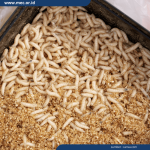 Ternak maggot di Kabawetan, Kepahiang