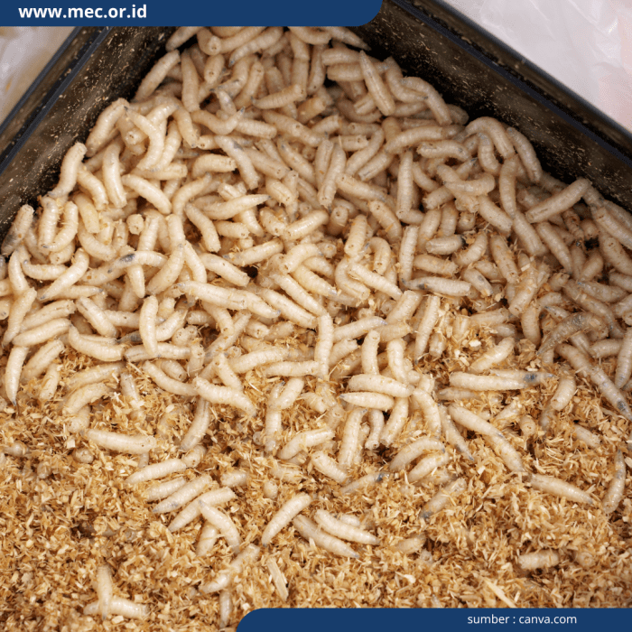 Cara Budidaya Maggot Rumahan Skala Kecil yang Efektif Ternak maggot di Amen, Lebong