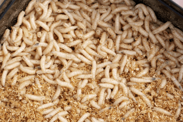 Ternak maggot di Air Nipis, Bengkulu Selatan