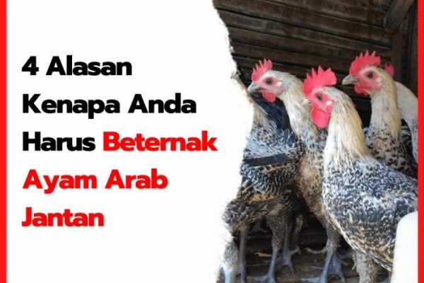 Tips Sukses Ternak Ayam Arab dari Skala Kecil - PPG