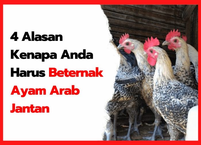 Tips Sukses Ternak Ayam Arab dari Skala Kecil - PPG Tips Sukses Ternak Ayam Arab dari Skala Kecil - PPG