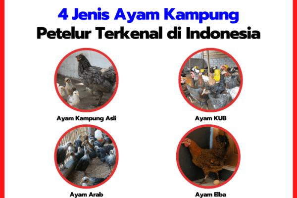 Ayam merah petelur di Gunung Labuhan, Way Kanan