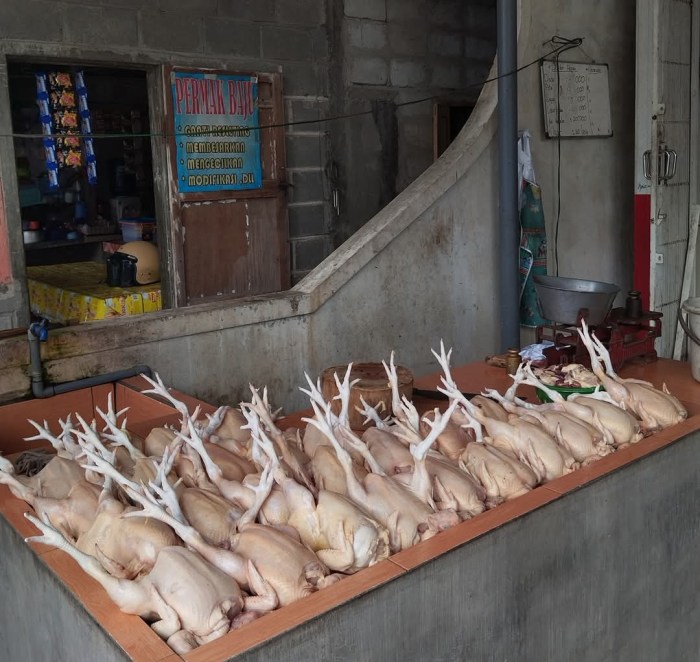 Ayam arab di Seluma Selatan, Seluma