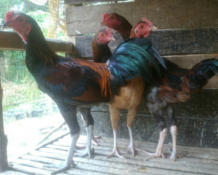 PETERNAKAN AYAM KAMPUNG PETELUR DI BPTP GORONTALO | ANTARA Foto