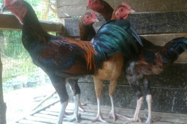 Ayam arab di Pagelaran Utara, Pringsewu