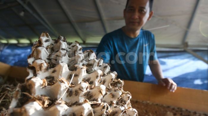 Ternak jangkrik di Lembah Sabil, Aceh Barat Daya