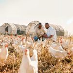 Budidaya ayam broiler di Kelam Tengah, Kaur