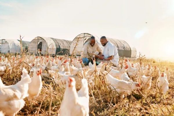 Budidaya ayam broiler di Kelam Tengah, Kaur