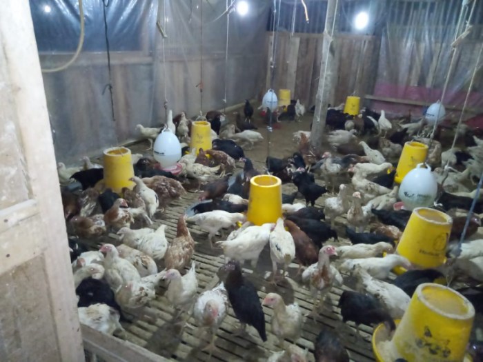 Peternakan ayam kampung di Tanah Jambo Aye, Aceh Utara