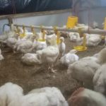 Budidaya ayam broiler di Pino Raya, Bengkulu Selatan