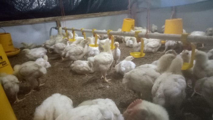 ayam broiler Budidaya ayam broiler di Pino Raya, Bengkulu Selatan