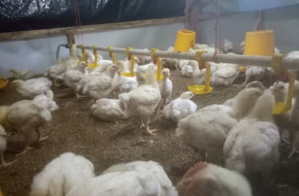 Budidaya ayam broiler di Lubuk Sandi, Seluma