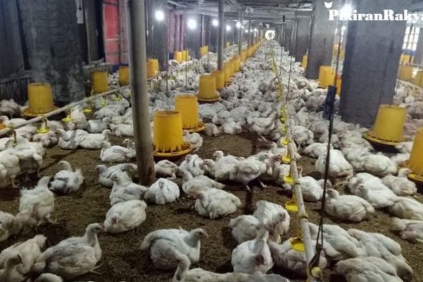 Peternak Ayam Petelur di Karangasem Menjerit gegara Jagung Rp 10 Ribu ...