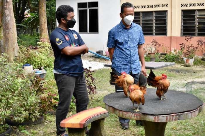 Ayam arab di Semidang Alas Maras, Seluma