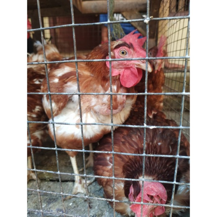 Jual Ayam Merah Petelur daging banyak | Shopee Indonesia Ayam merah petelur di Marga Punduh, Pesawaran