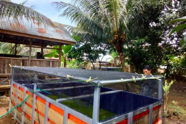 Kecamatan Seluma Barat Masuk Zona Merah Penyakit LSD, Peternak Diminta ...