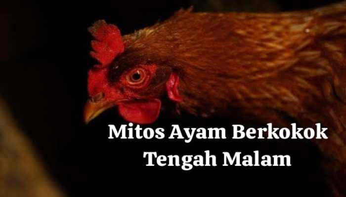 Telur Ayam Arab Vs Kampung - Jual Telur Ayam Ayam arab di V Koto, Muko Muko