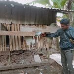 Ayam arab di Seluma Barat, Seluma