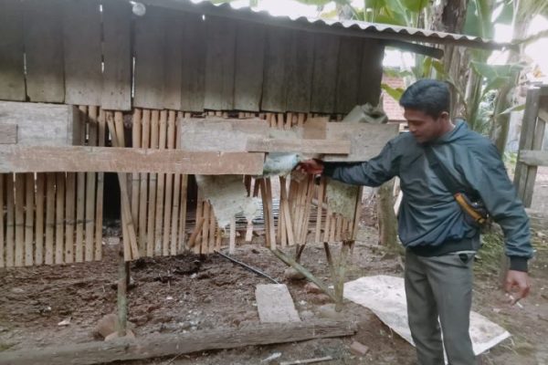 Ayam arab di Seluma Barat, Seluma