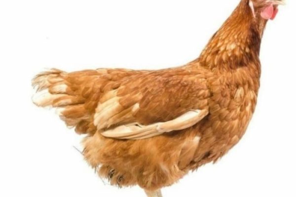 Jual ayam merah petelur | Shopee Indonesia