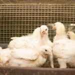 Panduan Cara Ternak Ayam Broiler Pedaging Menguntungkan untuk Pemula ...