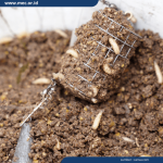 Cara Budidaya Maggot Rumahan Skala Kecil yang Efektif