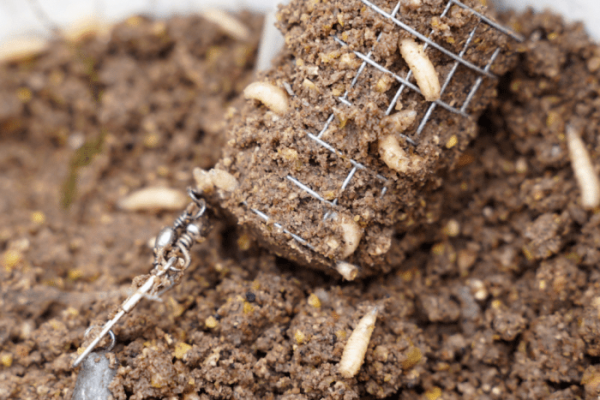 Cara Budidaya Maggot Rumahan Skala Kecil yang Efektif