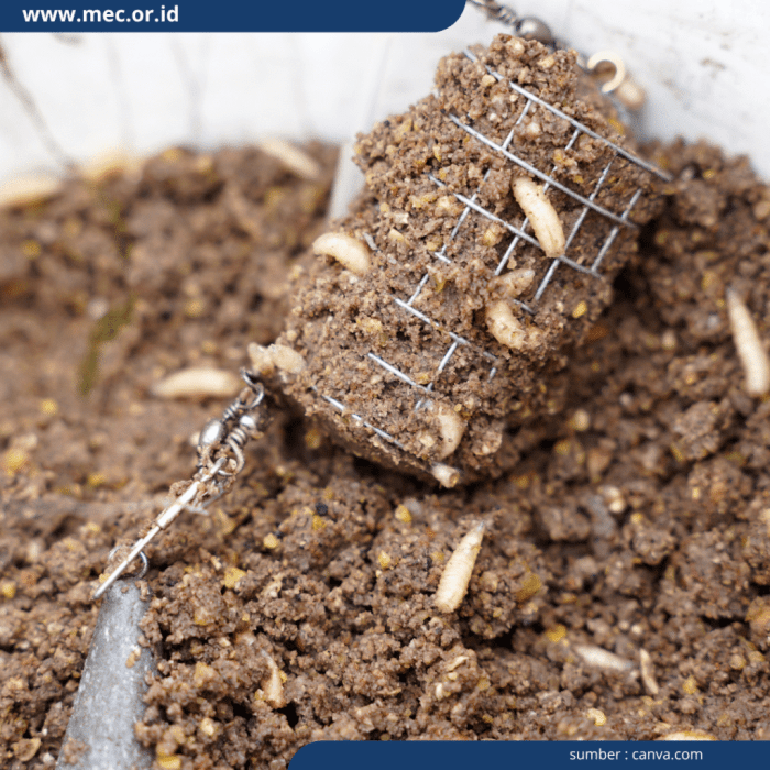 Cara Budidaya Maggot Rumahan Skala Kecil yang Efektif Cara Budidaya Maggot Rumahan Skala Kecil yang Efektif