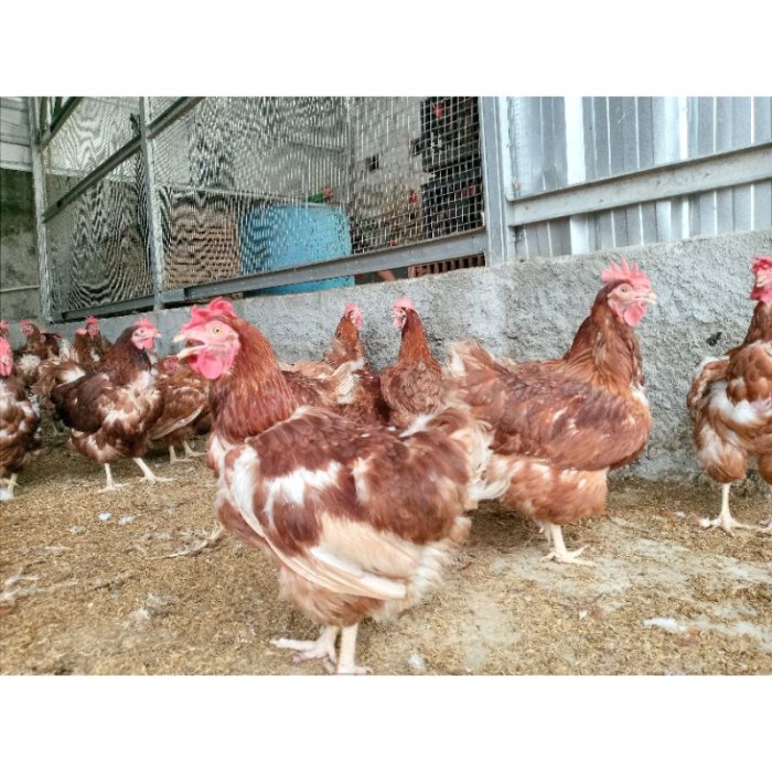 Jual Ayam Merah atau Petelur Murah | Shopee Indonesia Jual Ayam Merah atau Petelur Murah | Shopee Indonesia