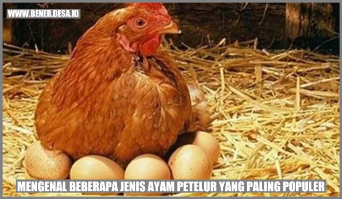 Mengenal Beberapa Jenis Ayam Petelur yang Paling Populer – Bener Bener ... Ayam merah petelur di Pagelaran, Pringsewu