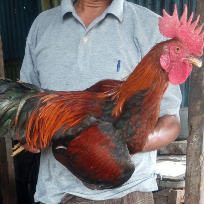 Jual Ayam Kampung Jago Besar Jumbo | Shopee Indonesia Jual Ayam Kampung Jago Besar Jumbo | Shopee Indonesia