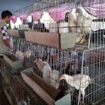 Ladang Uang Ternak Ayam Kampung, Modal Kecil, Peluang Menjanjikan