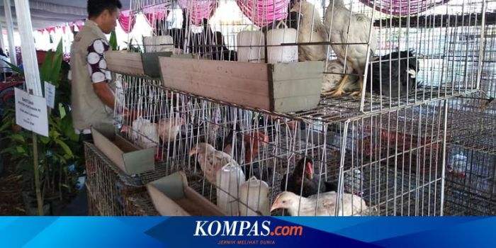 Cara Sukses Ternak Ayam Kampung yang Baik dan Benar Cara Sukses Ternak Ayam Kampung yang Baik dan Benar