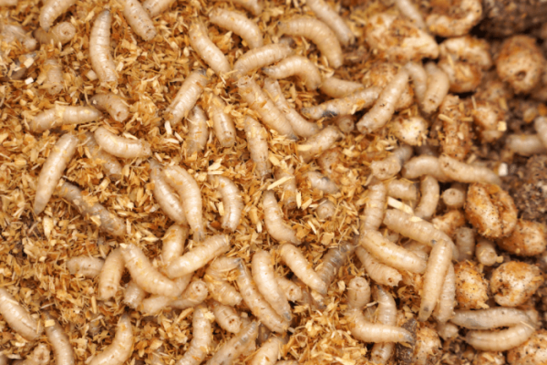 Budidaya maggot pemula di Meukek Aceh Selatan