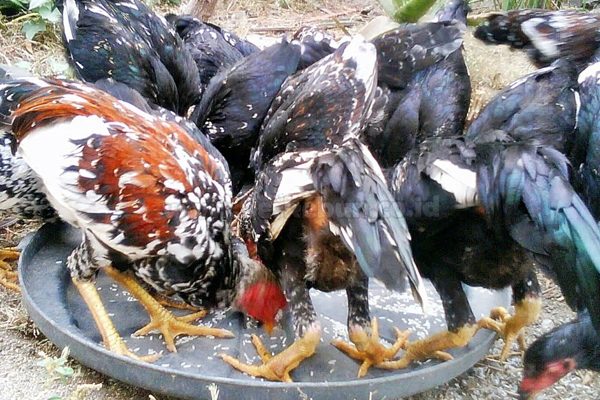 Ternak ayam kampung pemula di Talo, Seluma