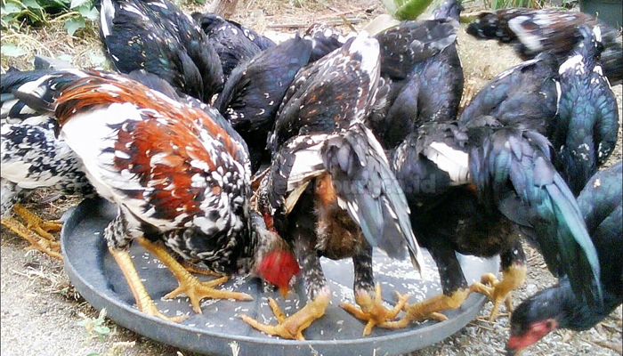 Cara Ternak Ayam Kampung Bagi Pemula (Sukses) Ternak ayam kampung pemula di Talo, Seluma