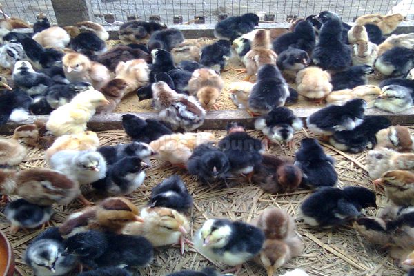 Ternak ayam kampung pemula di Pino, Bengkulu Selatan