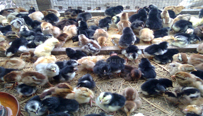 Cara Ternak Ayam Kampung Bagi Pemula (Sukses) Cara Ternak Ayam Kampung Bagi Pemula (Sukses)