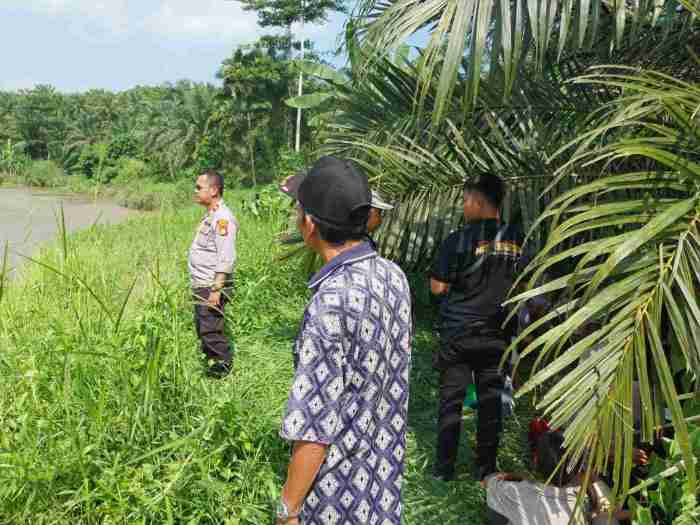 Penampakan Harimau Sumatera di Perkebunan Bengkulu Utara, Incar Ternak ...