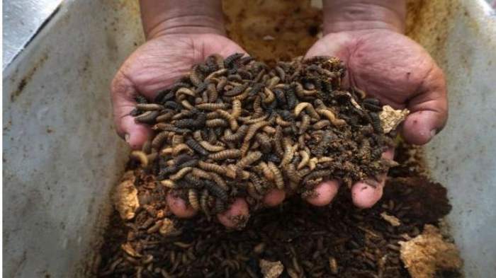 Cara Lengkap Budidaya MAGGOT BSF Bersih Utk PEMULA (Hemat Pakan Ternak ... Cara Lengkap Budidaya MAGGOT BSF Bersih Utk PEMULA (Hemat Pakan Ternak ...