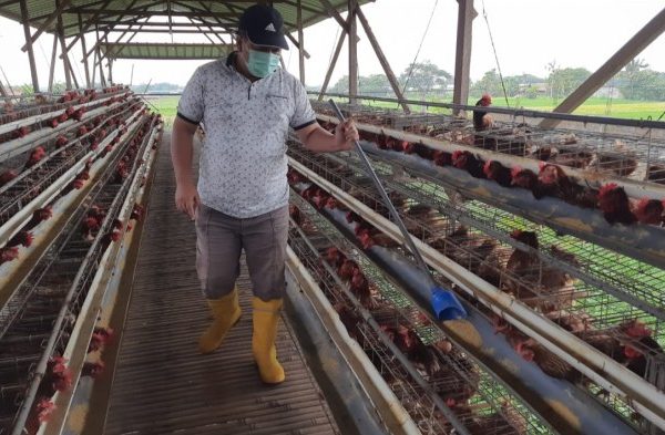 Peternakan ayam kampung di Teras, Boyolali