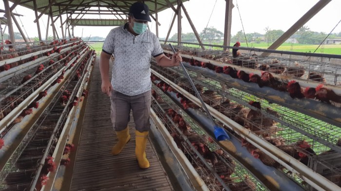 Harga Telur Ayam Kembali Anjlok, Peternak di Boyolali Meradang Peternakan ayam kampung di Teras, Boyolali