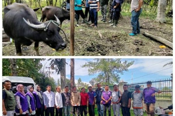 Ternak jangkrik di Terangon, Gayo Lues