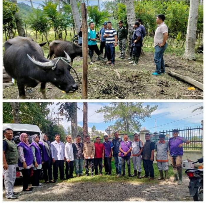 Ternak Di Gayo Lues Terserang PMK,Dinas Pertanian Dan Disnak Aceh ... Ternak jangkrik di Terangon, Gayo Lues