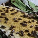 Cara Ternak Jangkrik Bagi Pemula, Bisnis Kekinian Mendatangkan Keuntungan