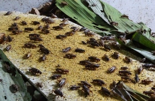 Cara Ternak Jangkrik Bagi Pemula, Bisnis Kekinian Mendatangkan Keuntungan