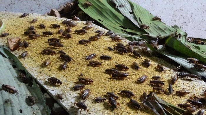 Menjanjikan, Budidaya Telur Jangkrik Dua Hari Sekali Panen Bisa Dapat ... Ternak jangkrik di Sama Dua, Aceh Selatan