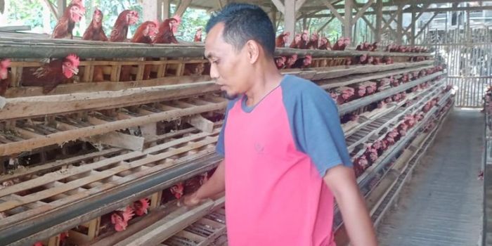 Ayam merah petelur di Metro Selatan, Kota Metro