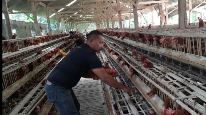 Harga Telur Ayam Naik-Turun, Peternak di Boyolali Menyebutnya Siklus Harga Telur Ayam Naik-Turun, Peternak di Boyolali Menyebutnya Siklus